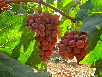 Grapes, Food, Leaves, Branch HD wallpaper
