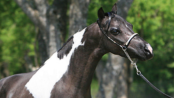 Arabian Show Horse, show horses, horses, black and white horses, animals, arabian, nature, stallions HD wallpaper