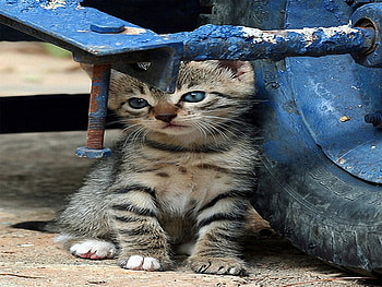 Feral Kitten Greece, kitten, greece, feral HD wallpaper