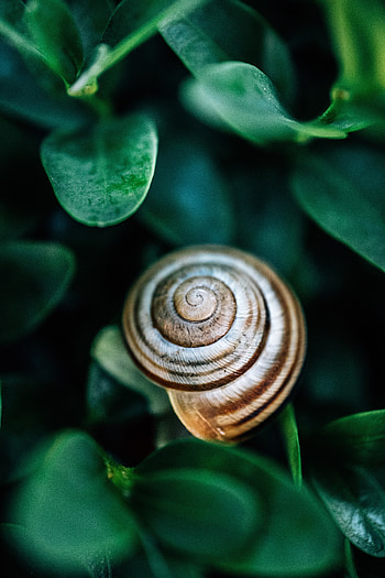 Leaves, Macro, Snail HD phone wallpaper