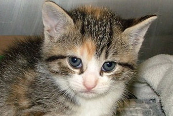Kitten, cats, kittens HD wallpaper