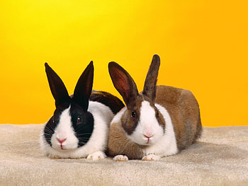 Animals, Rabbits HD wallpaper