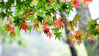 Branch, Maple Leaves HD wallpaper