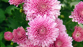 Pink chrysanthemum, Flower , Colorful backdrop, Stunning blooms HD wallpaper