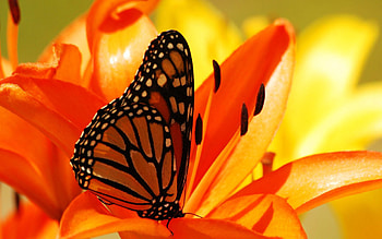 Flower, Macro, Shadow, Butterfly, From Within HD wallpaper