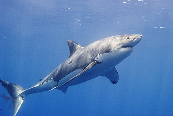 Disappeared from satellites, Mysteriously reappeared, Great white shark, Year ago HD wallpaper