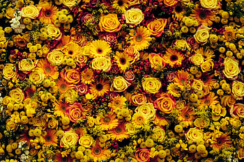 Flowers, Composition, Flower Carpet HD wallpaper
