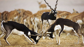 Antelope , Nature's beauty, Serene landscape, Wildlife graphy HD wallpaper