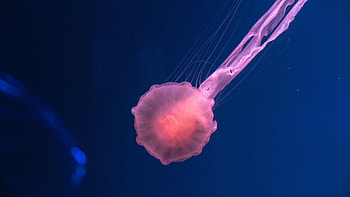 Animals, Sea, Pink, Jellyfish, Transparent, Underwater World HD wallpaper