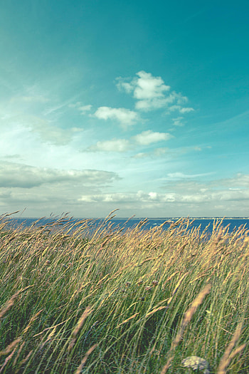 Nature, Sky, Wind, Ear HD phone wallpaper