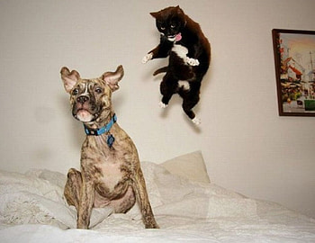 NINJA ATTACK CAT, ANIMALS, FUNNY, DOG, CAT HD wallpaper