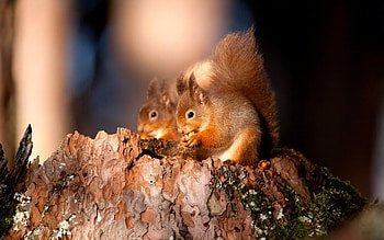 Animals, Squirrel HD wallpaper