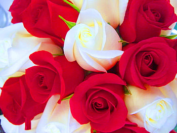 Red & white delight, white, roses, red, flowers, beauty HD wallpaper