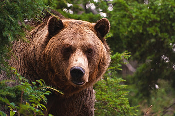Grizzly Bear, , Stunning bear ry, Captivating background HD wallpaper