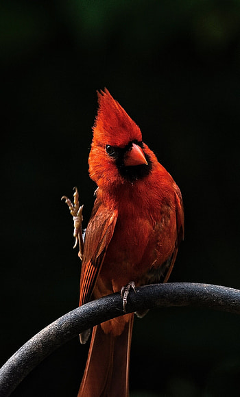 Red bird feathers, , Vibrant hues, Nature's palette HD phone wallpaper