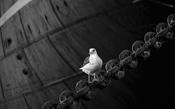 Animals, Bird, Sit, Dove, Chain HD wallpaper