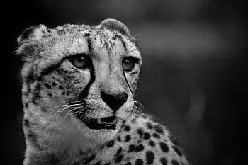 Animals, Cheetah, Grin, Muzzle, Bw, Chb, Mutation HD wallpaper