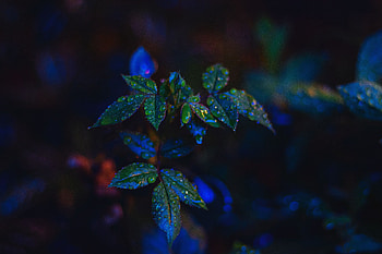 Leaves, Drops, Bush, Macro, Close-Up HD wallpaper