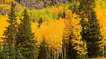 Yellow and Green Autumn, yellow, green, trees, forests, nature HD wallpaper