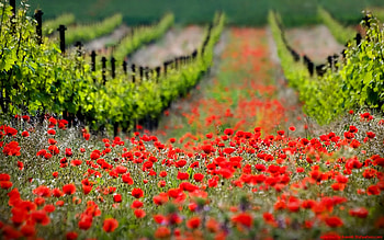 flowers, landscape, green, red HD wallpaper