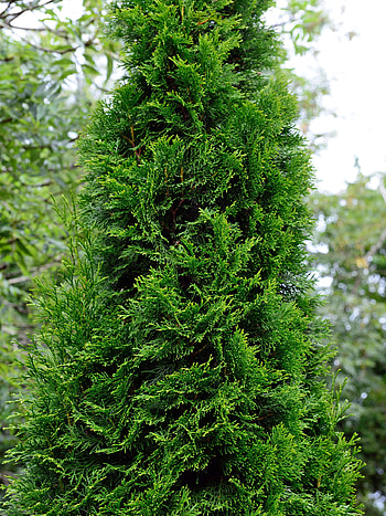 Occidentalis pflanzen, Gardening guide, Beautiful evergreen, Mein Schner Garten HD phone wallpaper