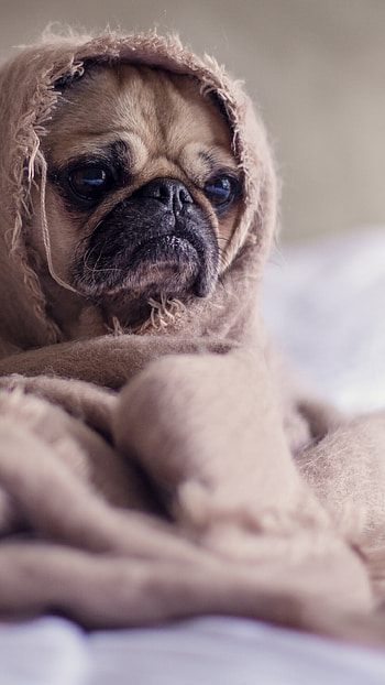 Adorable pug, U, Pug dog, Ultra TV HD phone wallpaper