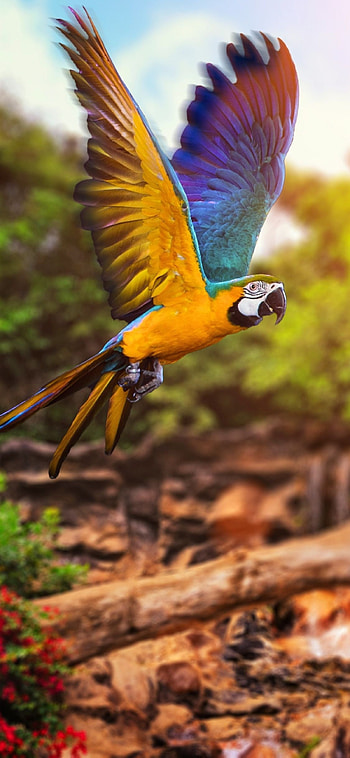 Macaw, Costa Rica HD phone wallpaper
