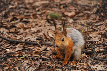 Animals, Squirrel, Autumn, Branches, Foliage HD wallpaper