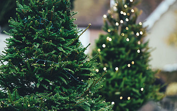 Nature, Wood, Tree, Branches, Fir, Spruce, Garland HD wallpaper
