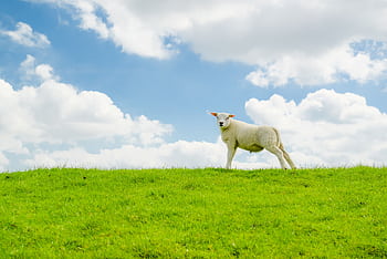 A single sheep stands on a vibrant green hill against a bright sky with fluffy clouds. HD wallpaper