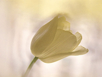 white, tulip, spring, flower HD wallpaper