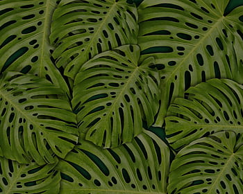 Close-up of vibrant green monstera leaves creating a lush botanical . HD wallpaper