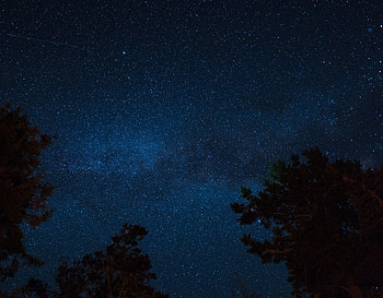 Trees, Universe, Stars, Night, Starry Sky HD wallpaper