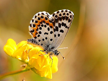 Pretty little lady, black, butterfly, yellow, flower, whit, orange, spotted HD wallpaper