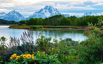 Serenity at Oxbow Lake - Grand Tetons, wildflowers, clouds, sky, mountains, water, reflections, usa, wyoming HD wallpaper
