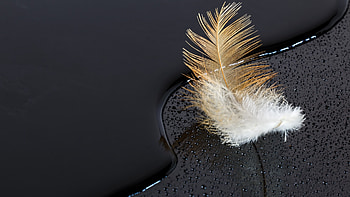 Feather on water, Black surface, , background HD wallpaper