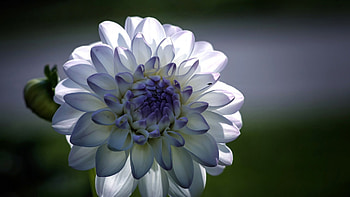 Dahlia, blue, white, flower, lovely HD wallpaper