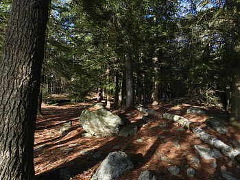 Forest Of Shadows, graphy, Rocks, Forest, Nature, Shadows HD wallpaper