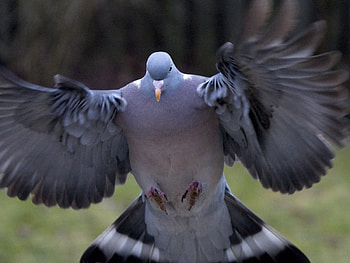 Animals, Birds, Pigeons HD wallpaper