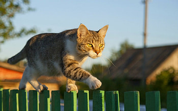 Cat Walk, cat, pet, animals, fence HD wallpaper