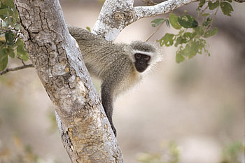 Animals, Wood, Tree, Branches, Monkey HD wallpaper