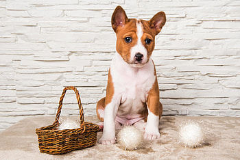 Basenji Dog, Cute puppy portrait, Basket and cotton balls, Stock HD wallpaper