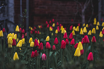 Flowers, Tulips, Flower Bed, Flowerbed HD wallpaper