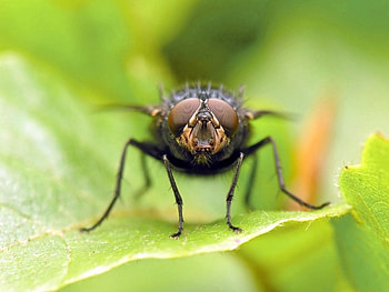 Grass, Macro, Eyes, Wings, Fly HD wallpaper