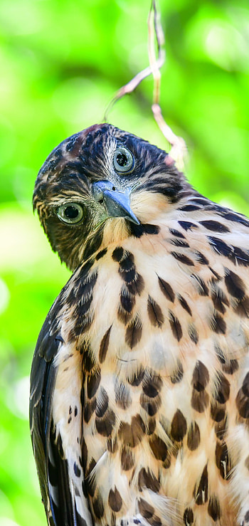 Bokeh hawk graphy, Predator's stare, Beautiful birds HD phone wallpaper