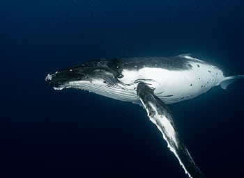 Close-up of a majestic humpback whale swimming gracefully underwater. HD wallpaper