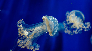 Phyllorhiza punctata, Jellyfish HD wallpaper