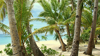 Landscape, Beach, Palms HD wallpaper