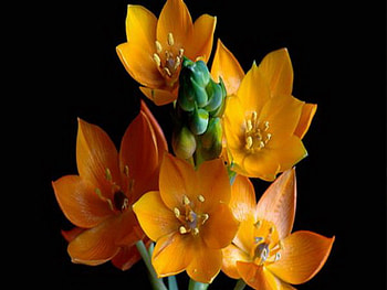 orange, star, beautiful, flower HD wallpaper