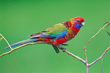Crimson Rosella, Bird, Outdoor, Animal, Australia HD wallpaper